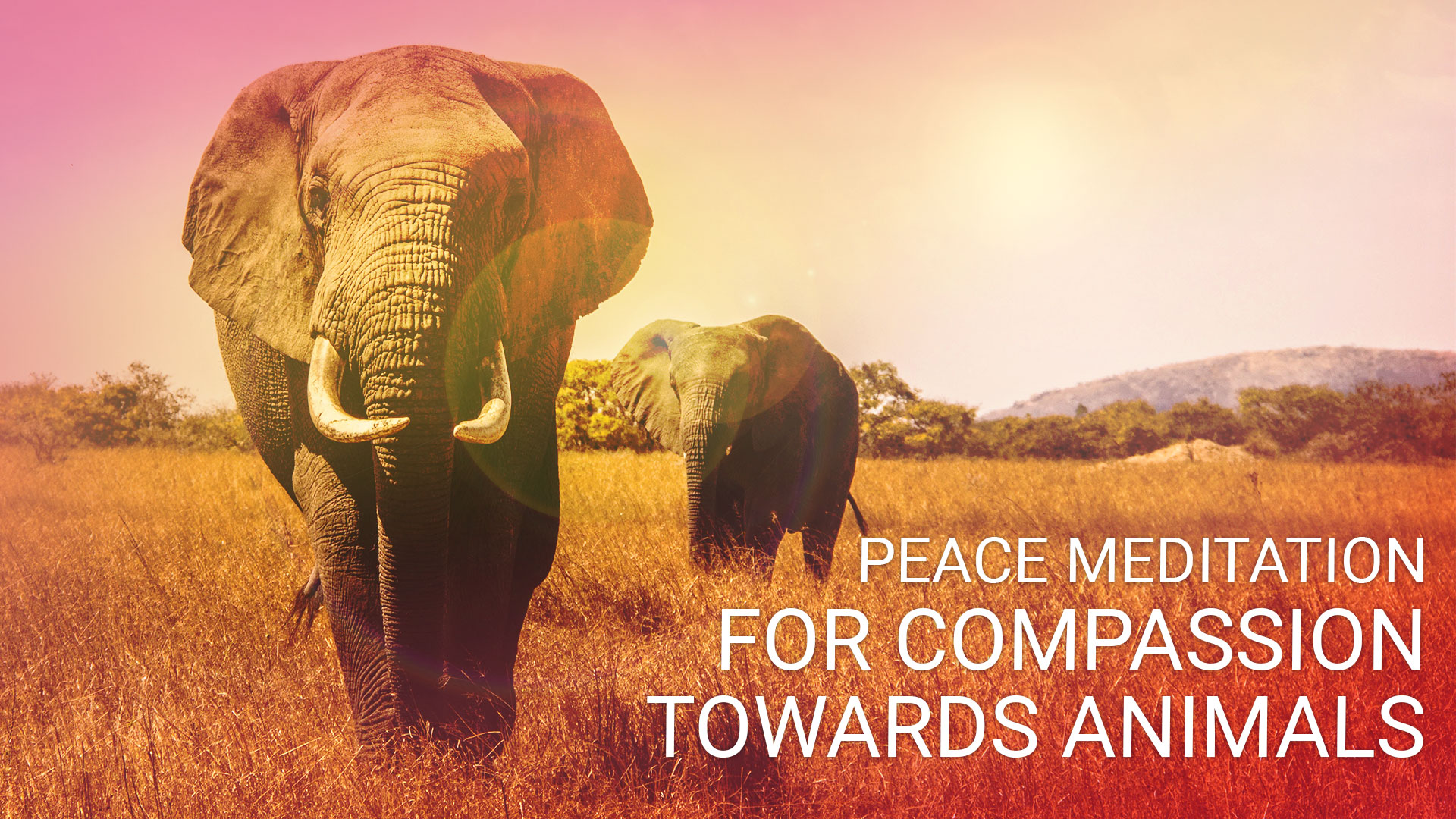 Day 7: Ekam World Peace Festival (Sep 18, 2019 | 20 Minute Abridged)