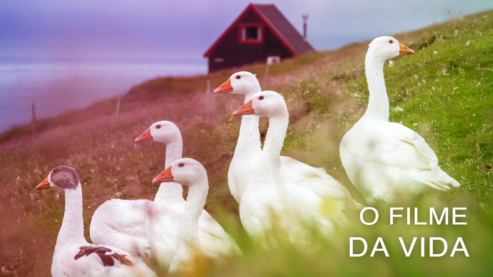 O Filme da Vida (Portuguese)