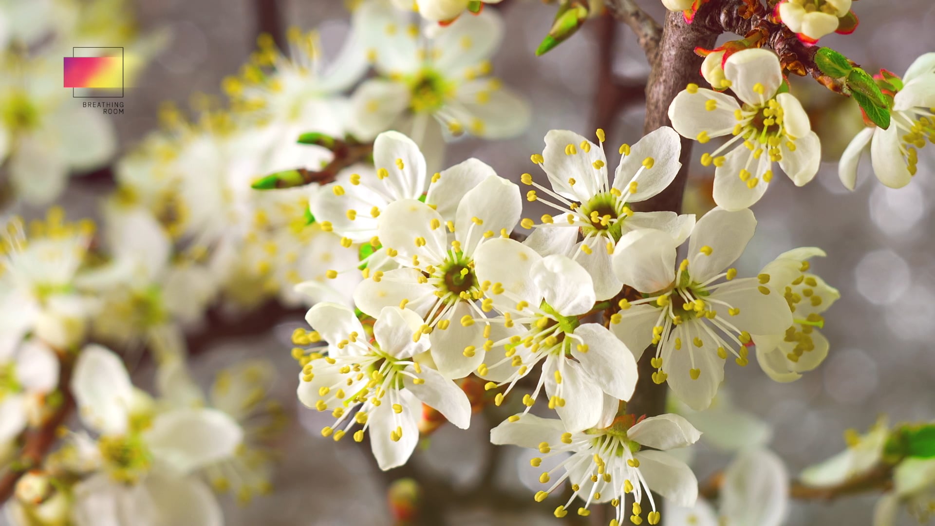 सौ सालों की सुंदर जीवन के लिए आशीर्वाद पाएँ (Hindi)