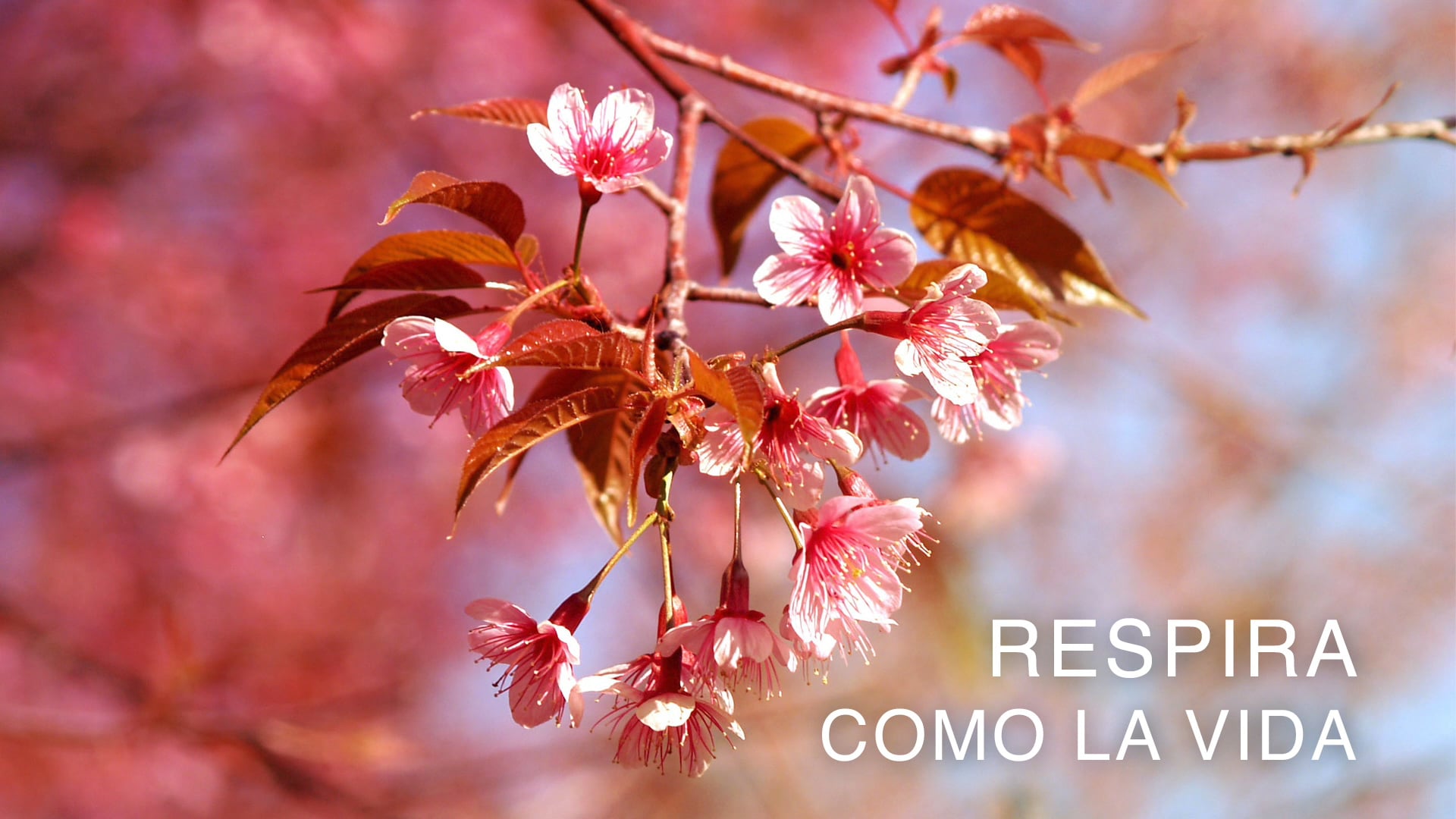  Respira como la Vida (Spanish)