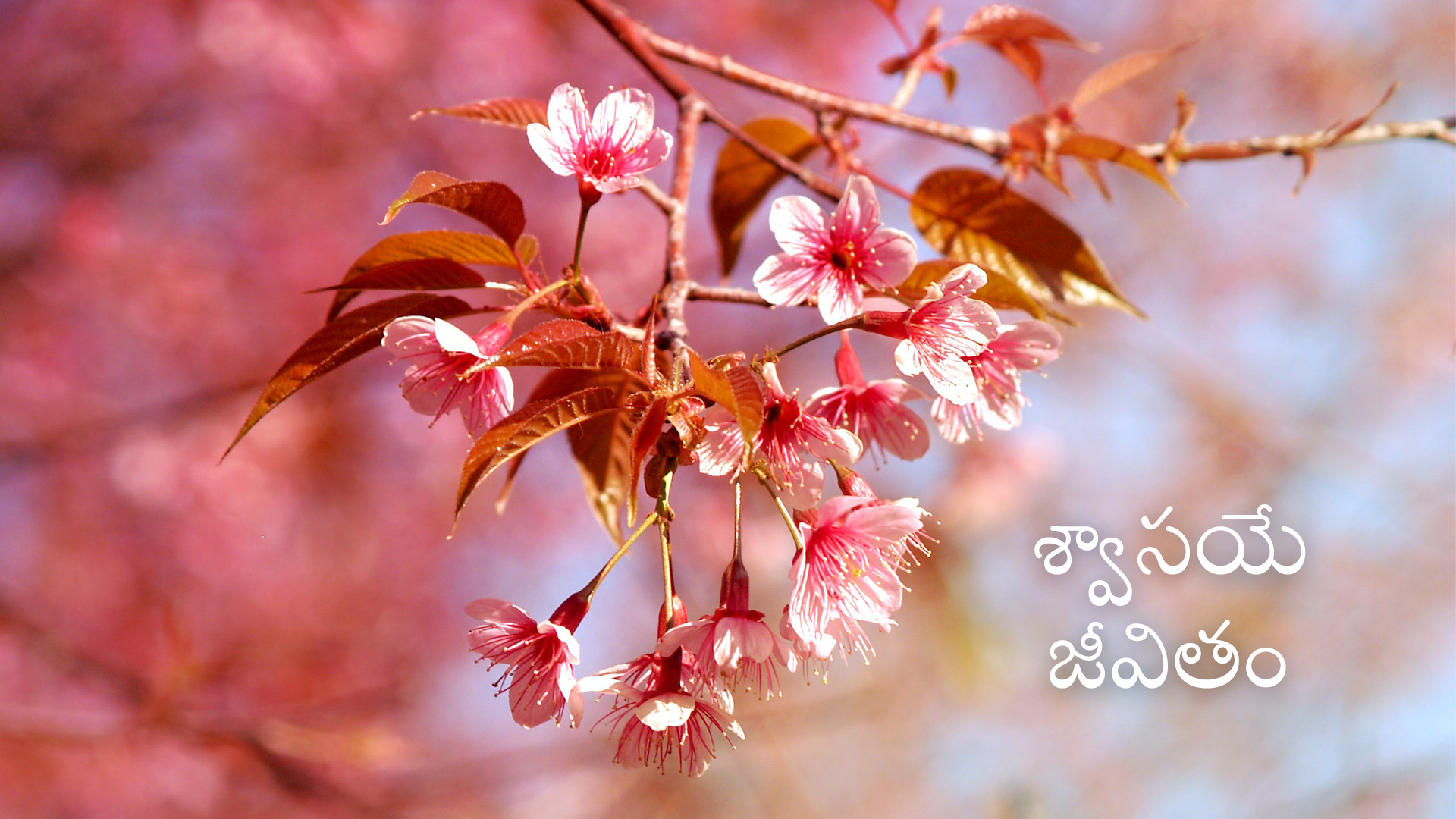 Breath as Life (Telugu)