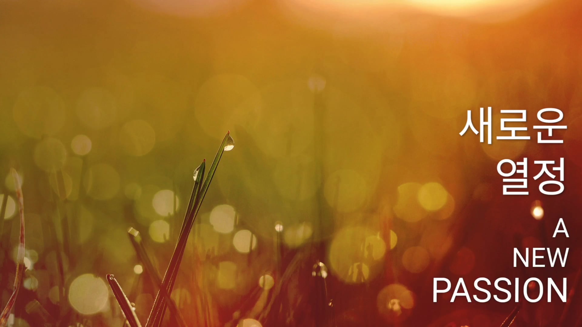새로운 열정 (Korean)