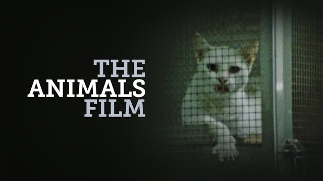 The Animals Film