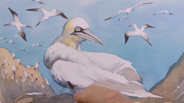 Woolley's Watercolour - Wild Bird Enc...