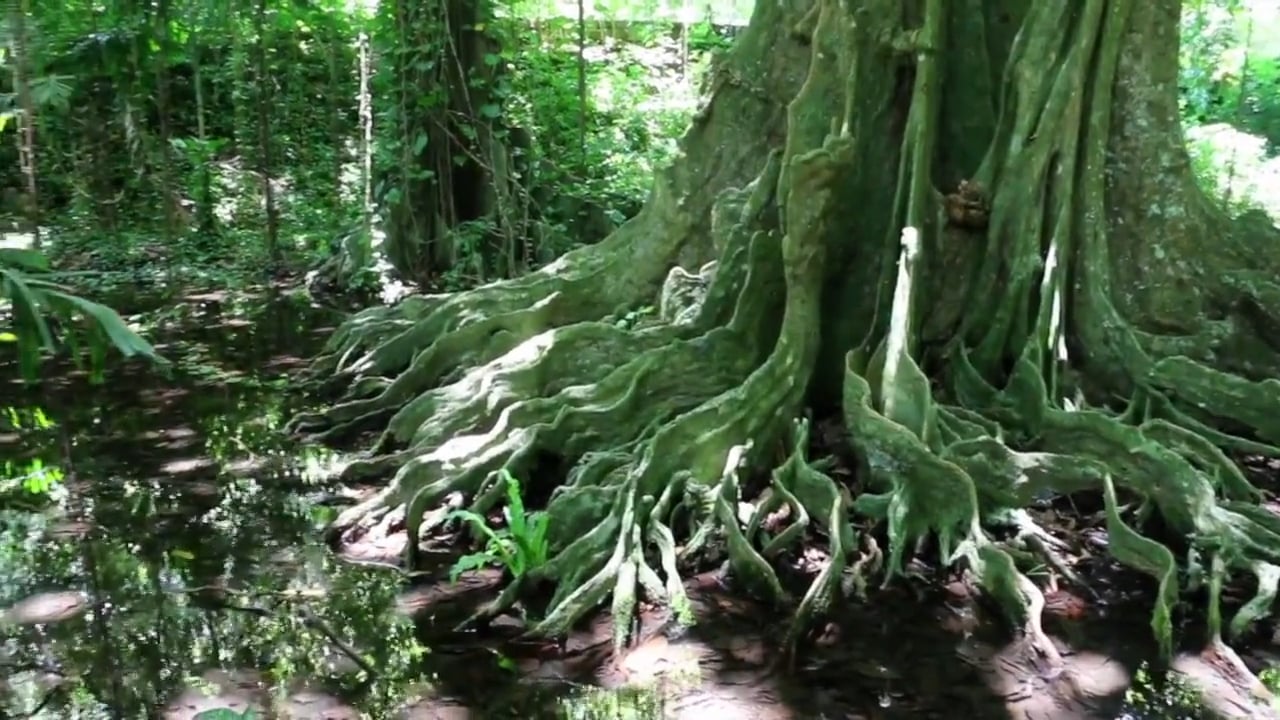 This Paul Gauguin Experience