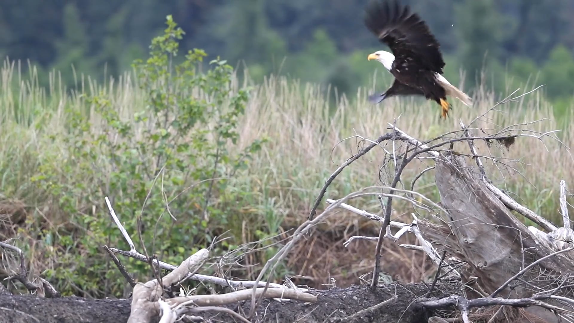 Ventures by Seabourn Alaska