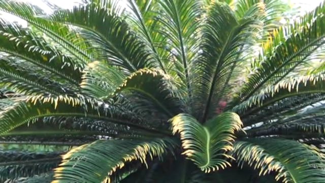 Budo Masters Vol 2 Masters of Okinawa VPM-178