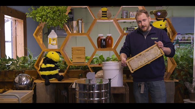 Chapter 6: Honey Harvesting