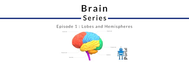 Overview of lobes and hemispheres of the brain