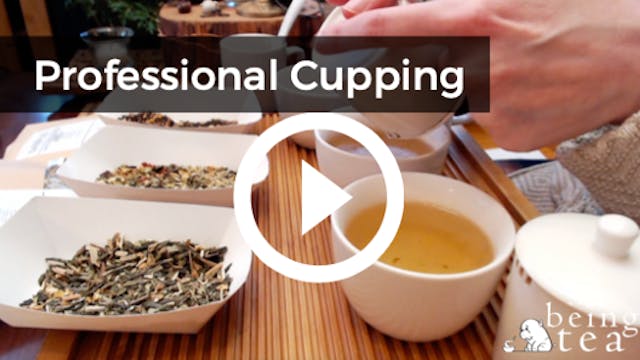 Intro to Professional Cupping