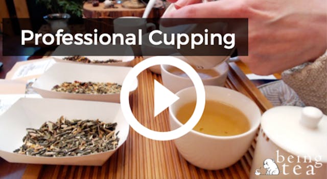 Intro to Professional Cupping