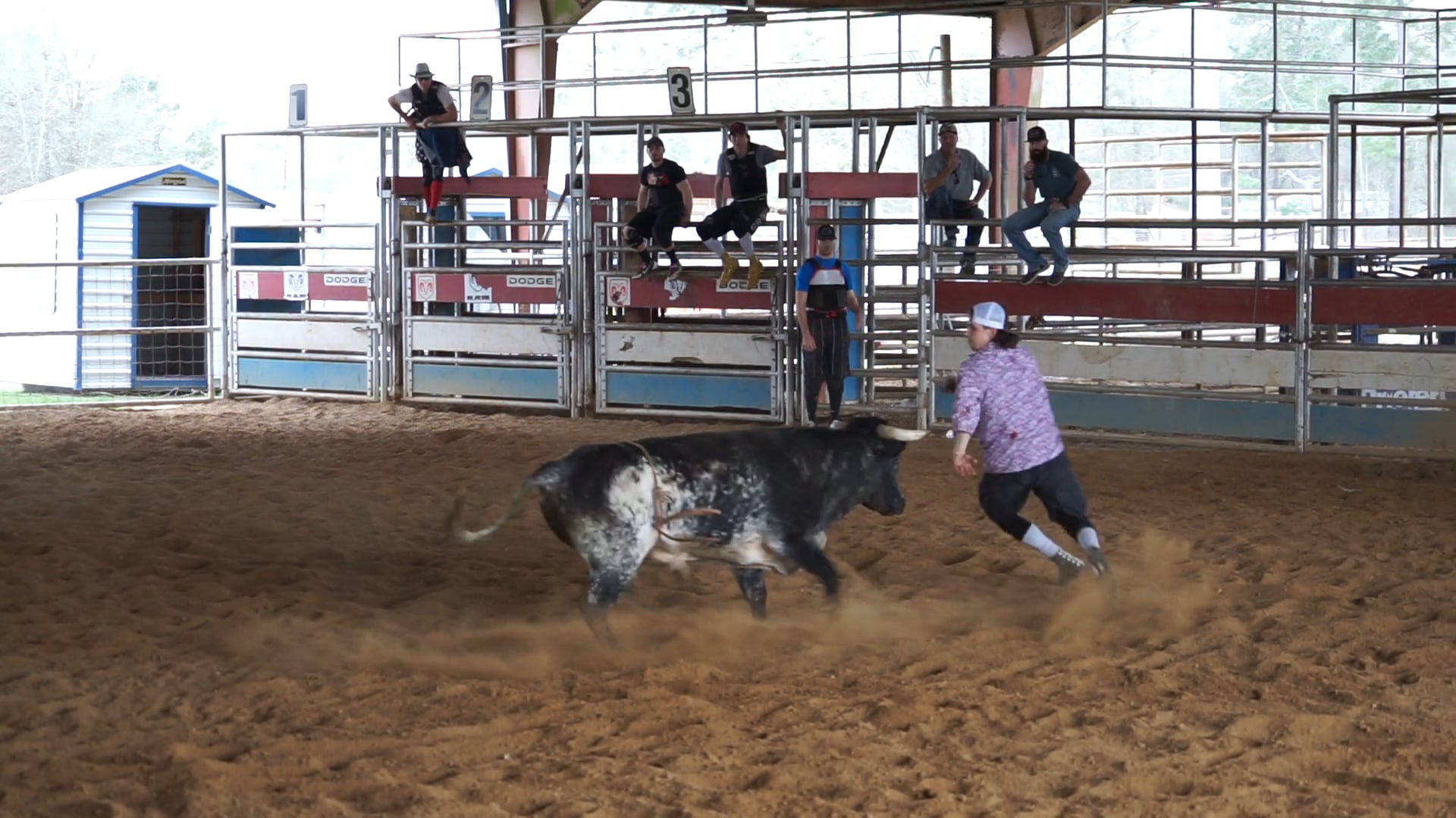 Bull 3 (2)