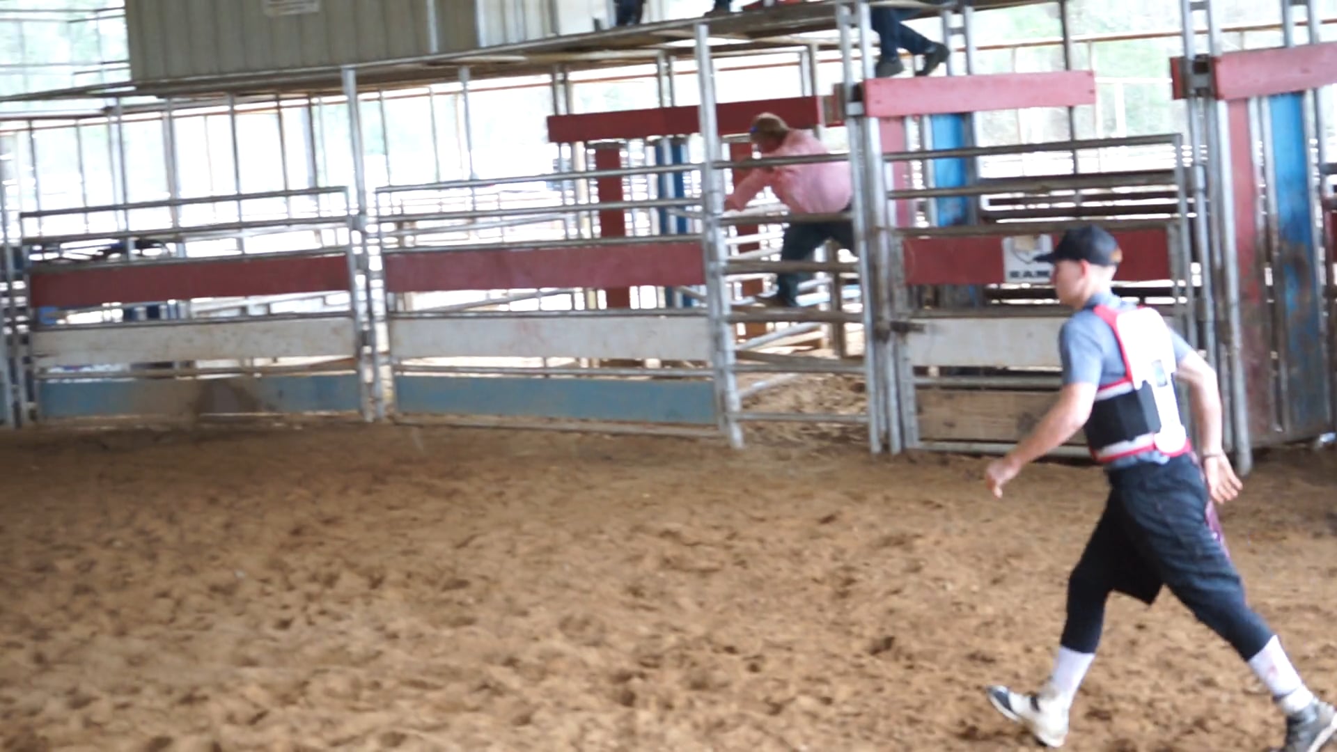 Bull 4