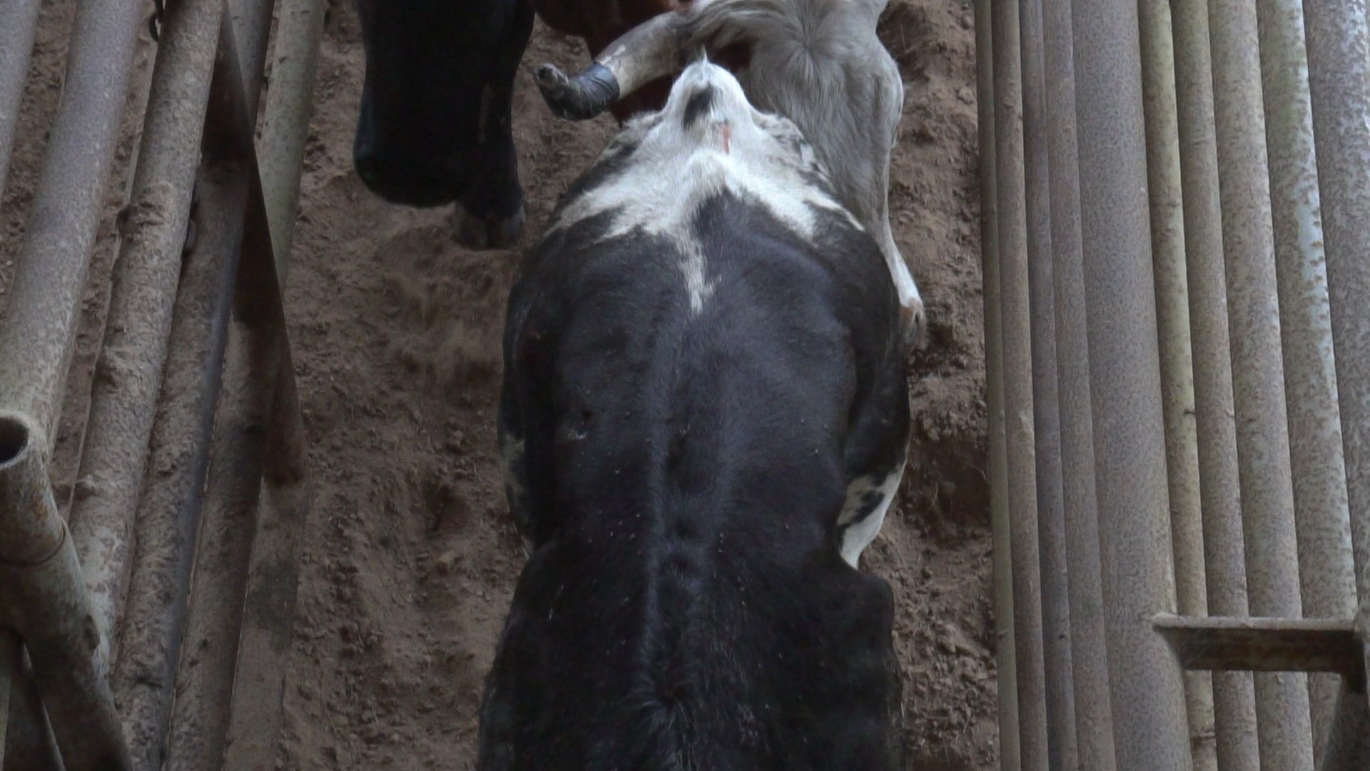 New Caney Tx D Camp 2019 - C0039