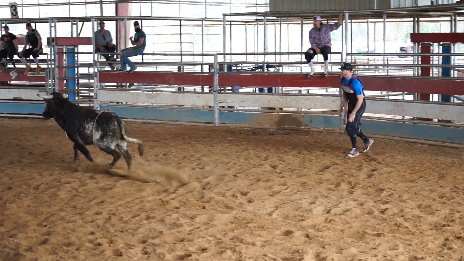 Bull 3