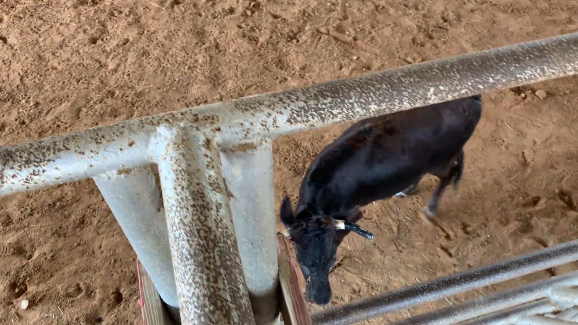 New Caney Tx D Camp 2019 - IMG_0357