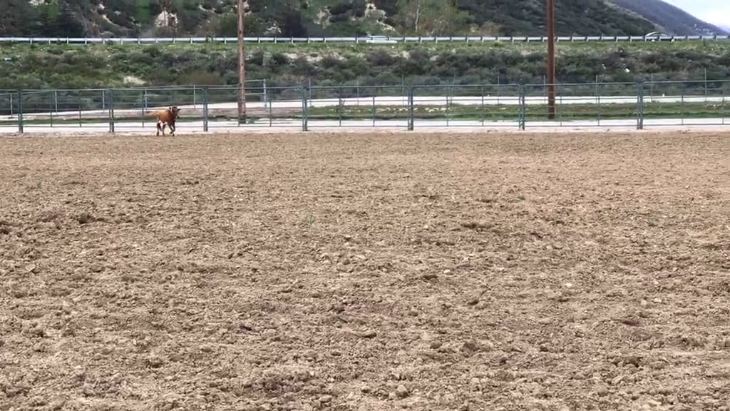 San Bernardino D Camp 2018 - Centipede Game
