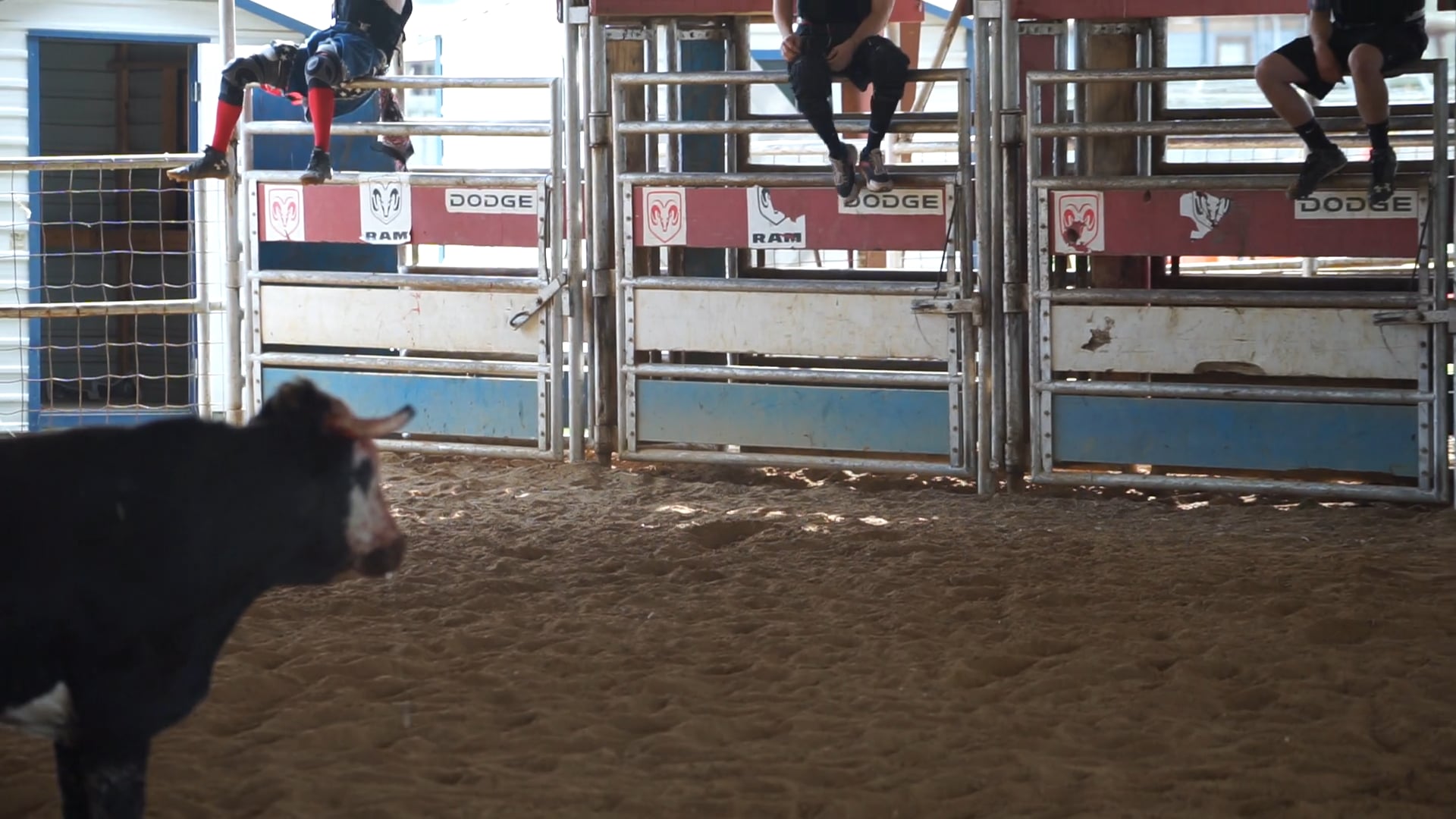 Bull 2