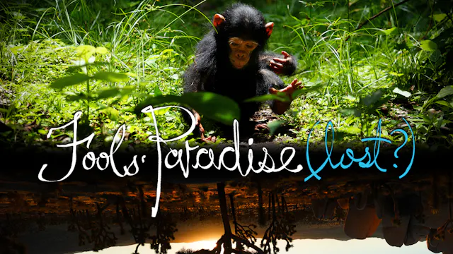 Fools' Paradise (lost?)