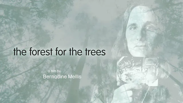 The Forest For The Trees