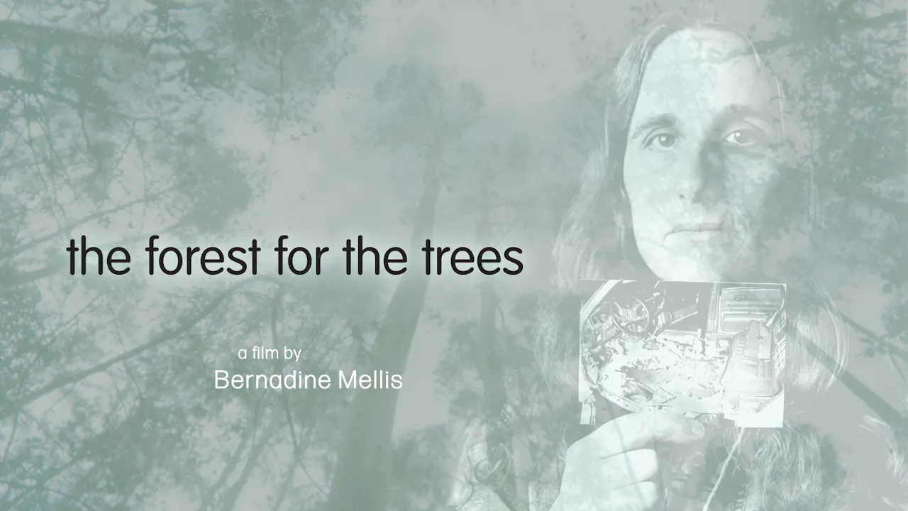 The Forest For The Trees
