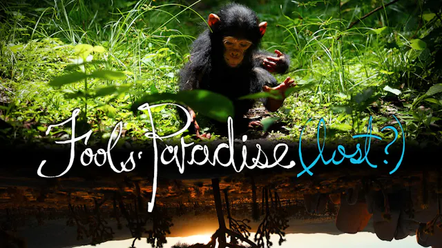 Fools' Paradise (lost?)