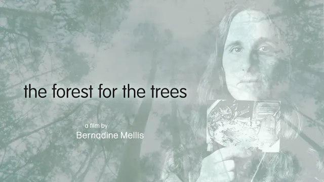 The Forest For The Trees