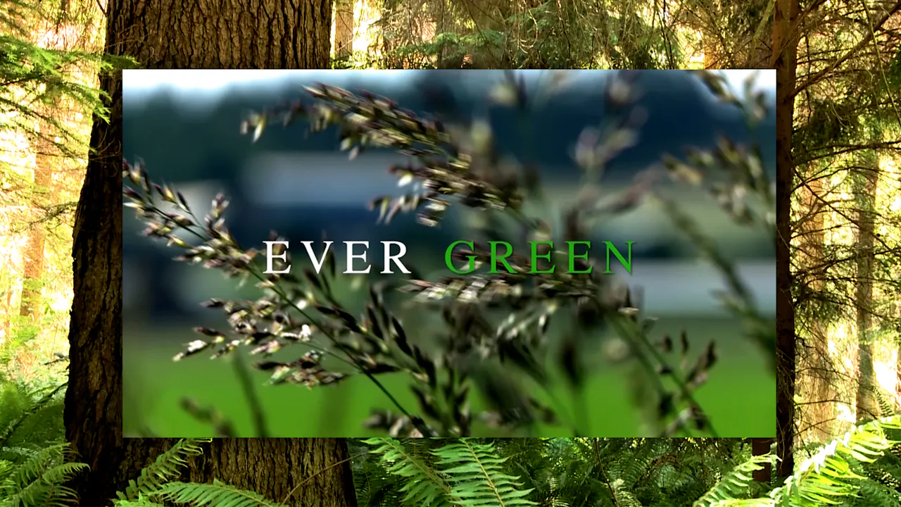 Ever Green