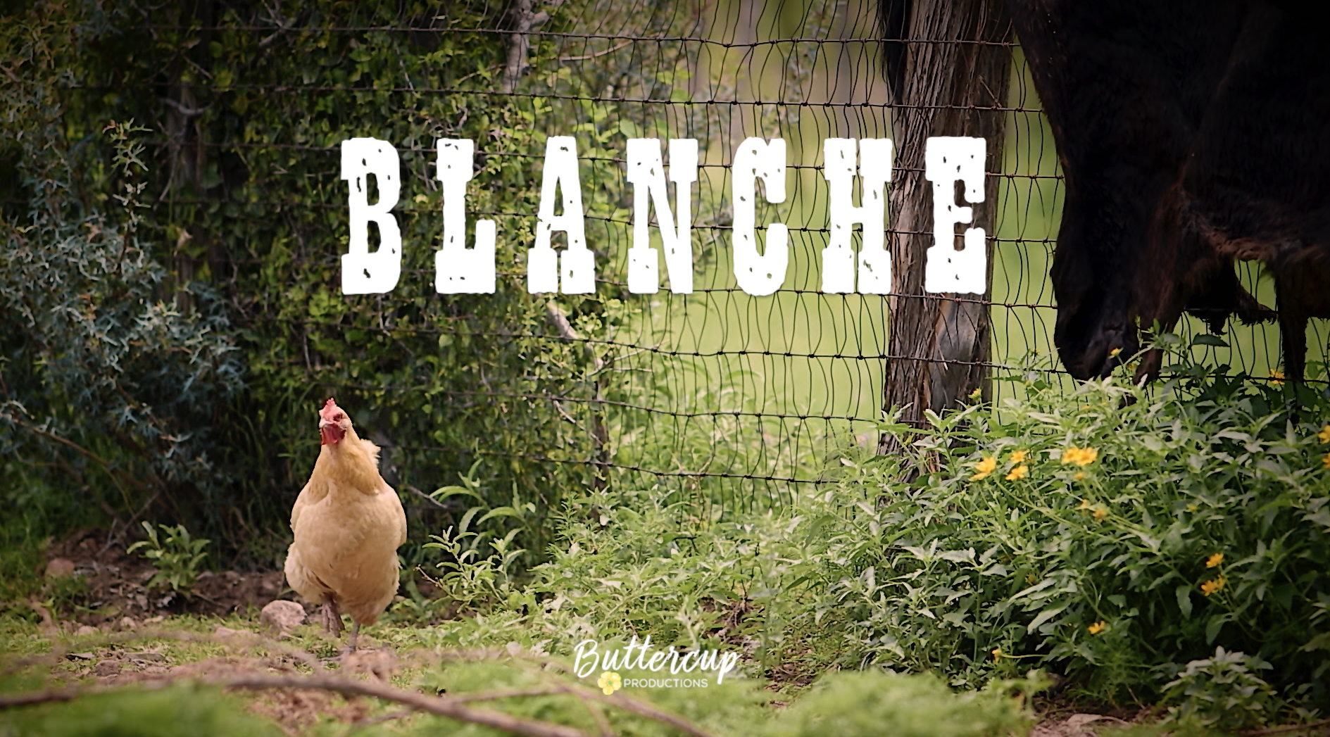 BLANCHE