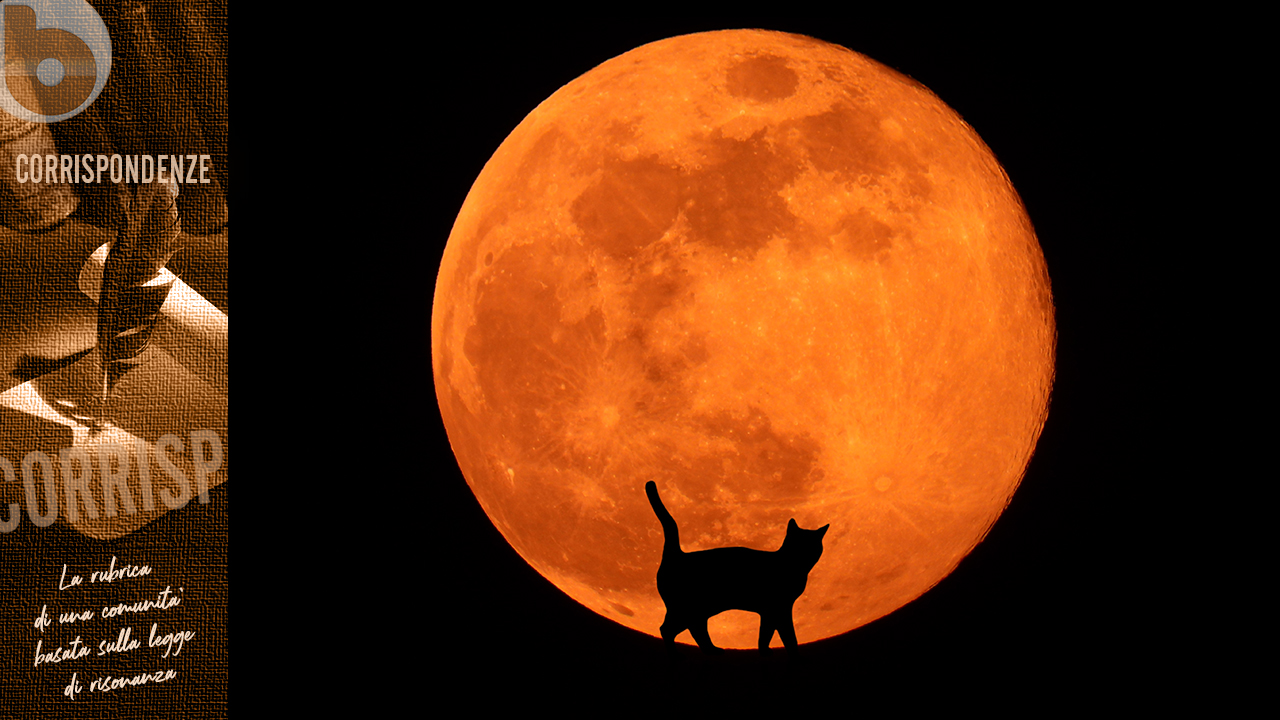 COME UN GATTO CHE AMA PER VOLONTÀ, MAI PER BISOGNO