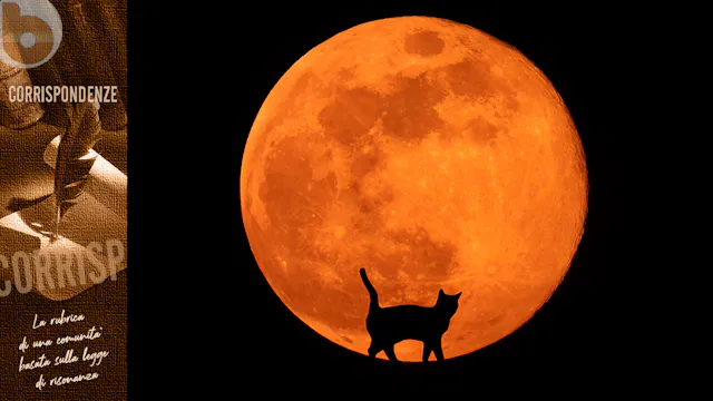 COME UN GATTO CHE AMA PER VOLONTÀ, MA...