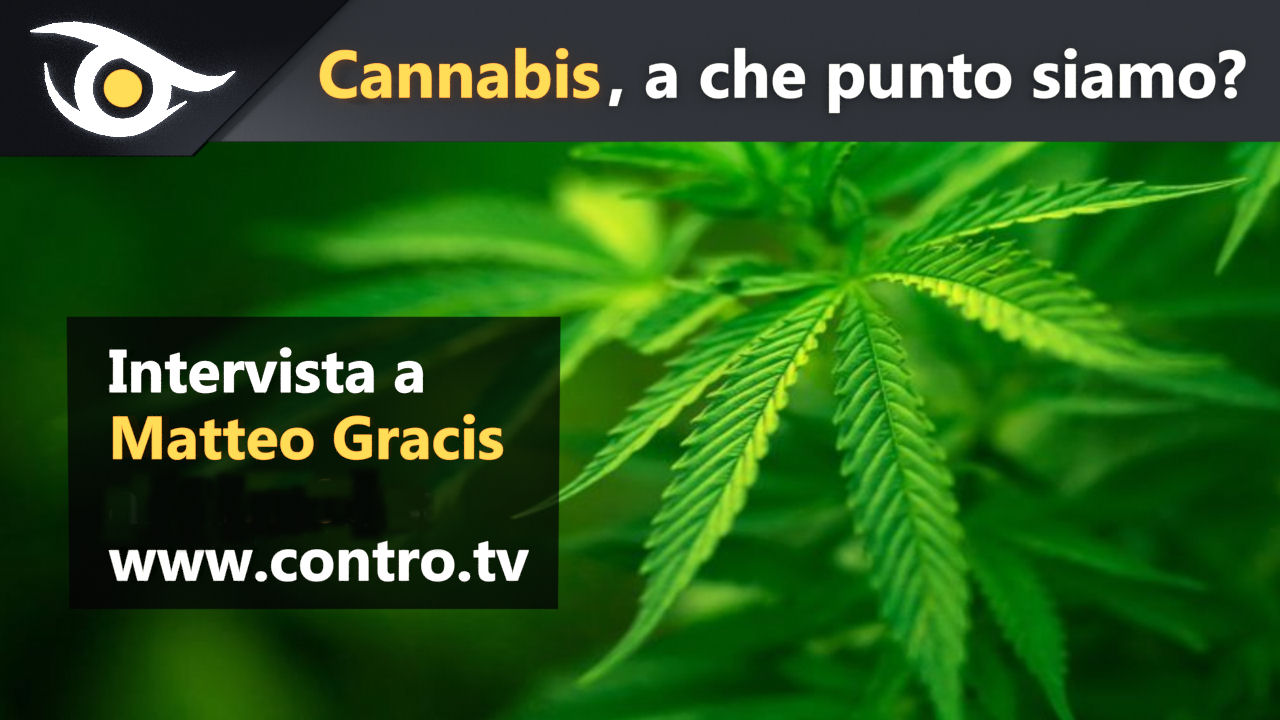 Cannabis, a che punto siamo?
