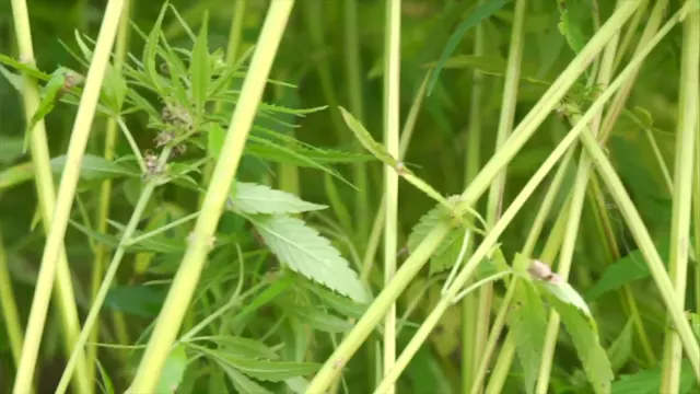 Bringing it Home -  Full Hemp Documentary