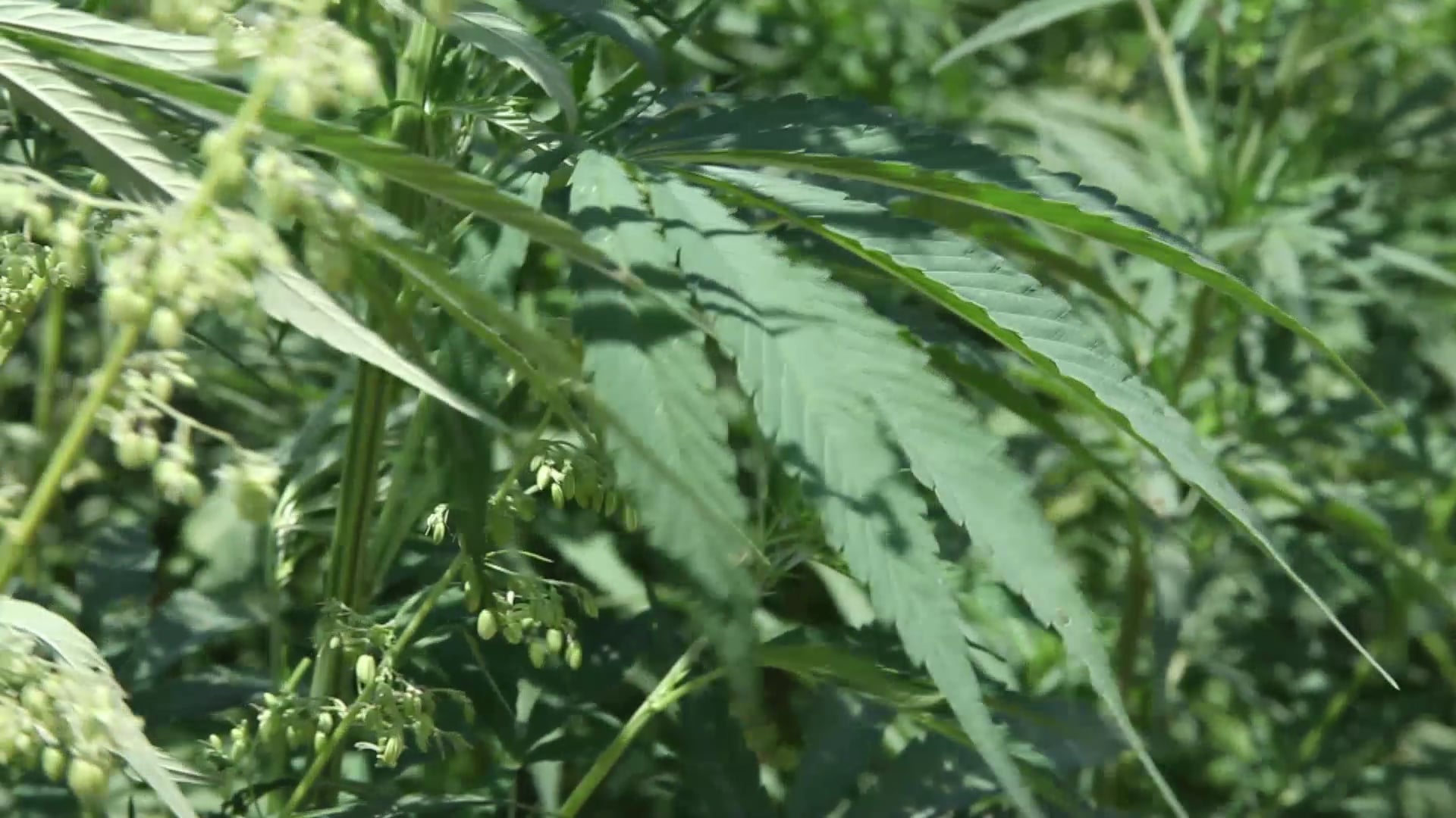 2014 First KY Hemp Trial Crops