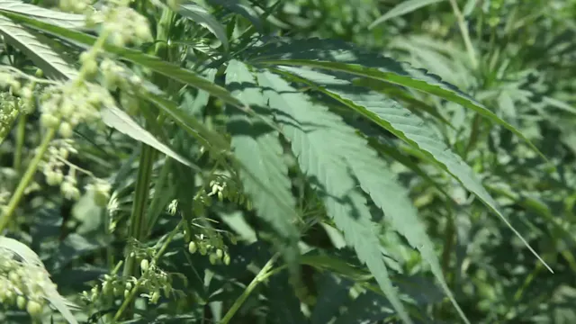 2014 First KY Hemp Trial Crops