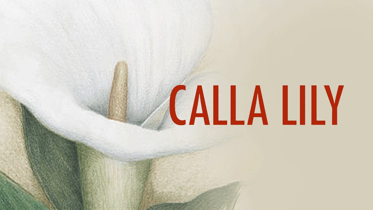 Calla Lily (2015)