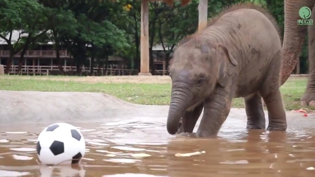 Baby Elephant Wan Mai Outing 