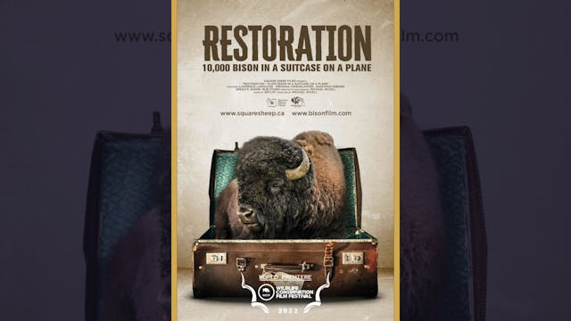 Restoration: 10,000 Bison in a Suitcase on a Plane