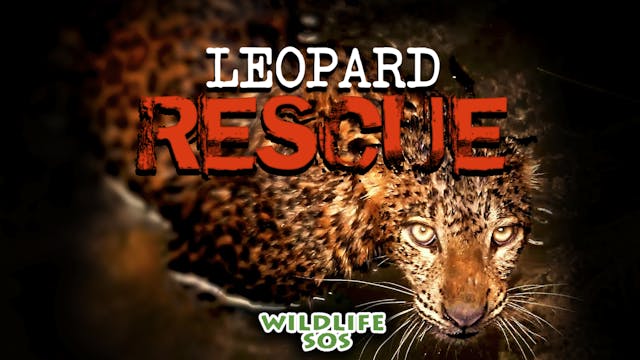 Leopard Rescue
