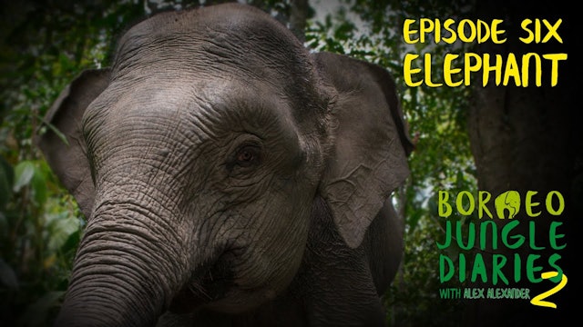 Borneo Jungle Diaries - series 2, episode 06