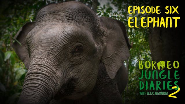 Borneo Jungle Diaries - series 2, epi...