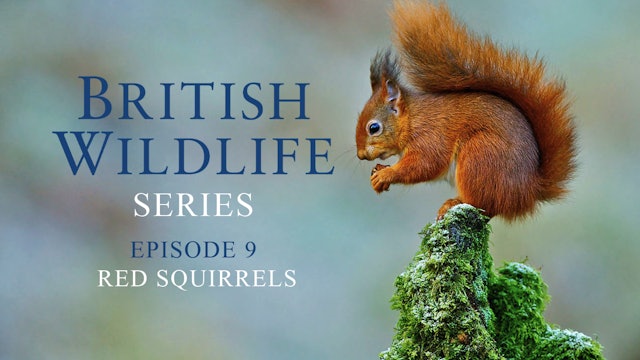   British Wildlife Series - Episode 9 - Red Squirrels