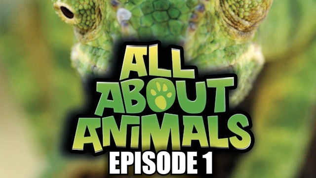 All About Animals - Series 1 - Episode 1 
