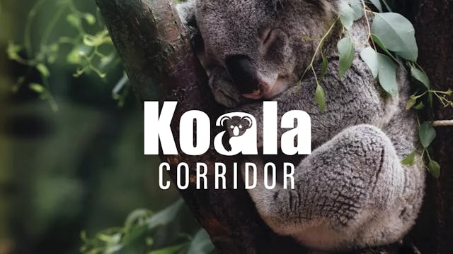 Koala Corridor
