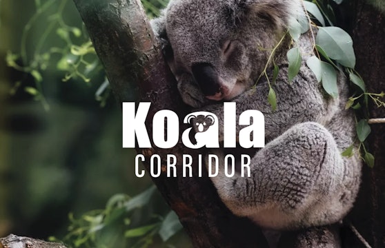 Koala Corridor
