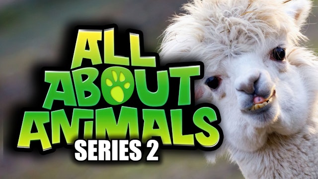 All About Animals - Series 2