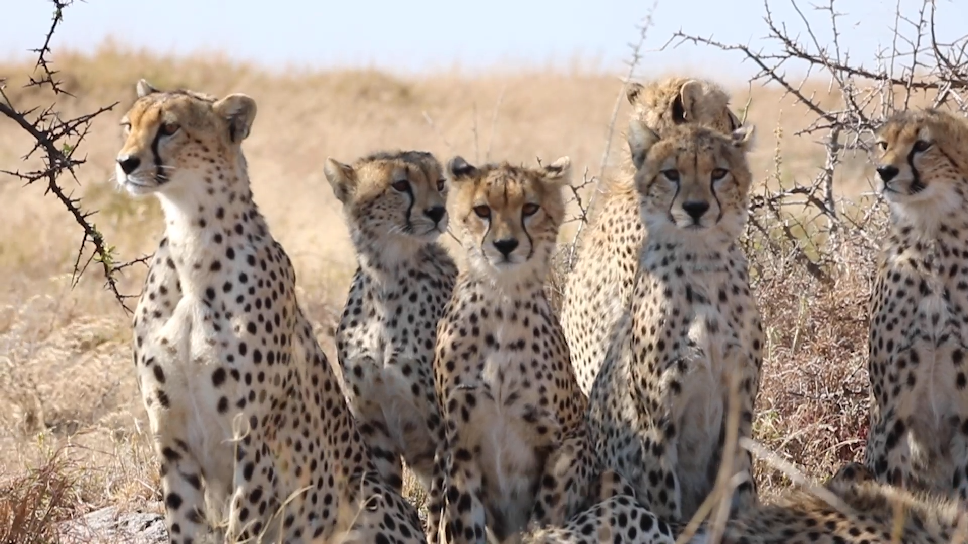 Lara visits the Serengeti - Cheetahs