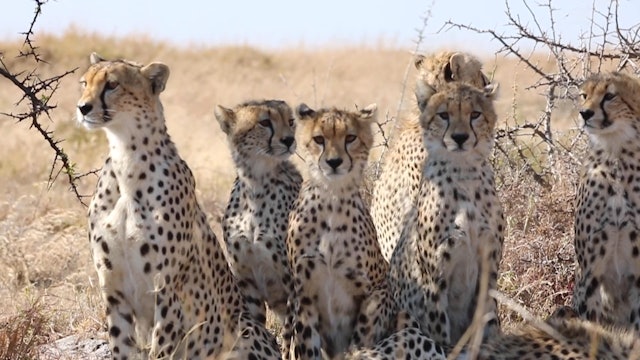 Lara visits the Serengeti - Cheetahs