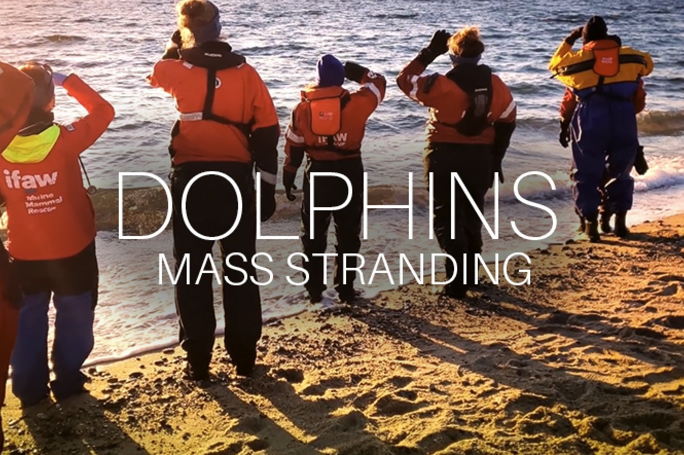 Dolphins Mass Stranding