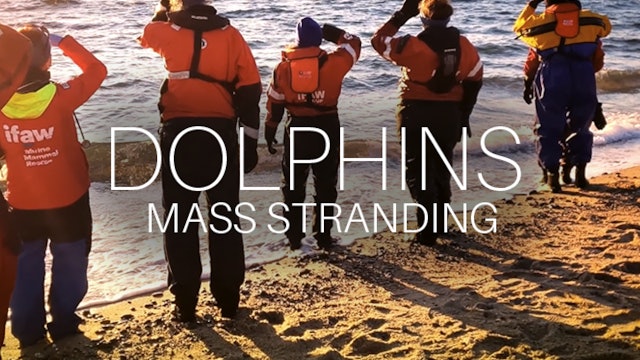 Dolphins Mass Stranding